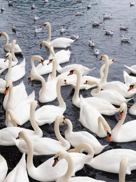istock Plethora of white swans and seagulls 1132720163
