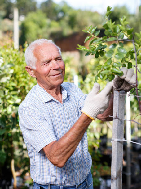 istock Senior man tending garden 1132720876