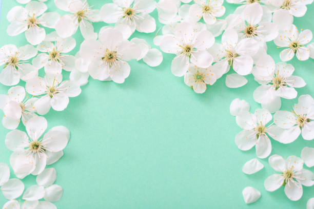 istock cherry flowers on paper background 1132721643