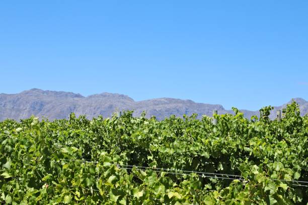 um vinhedo em uma exploração agrícola de vinho perto de stellenbosch, áfrica do sul. - south africa cape town winelands constantia - fotografias e filmes do acervo