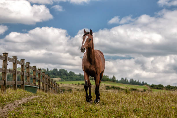istock galloping stallion in the mountains in the meadow 1132721897