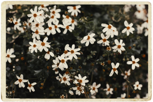 istock Old vintage card with white flowers. 1132722163