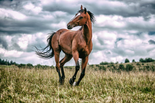 istock galloping stallion in the mountains in the meadow 1132722385