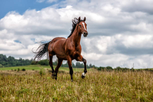 istock galloping stallion in the mountains in the meadow 1132722584