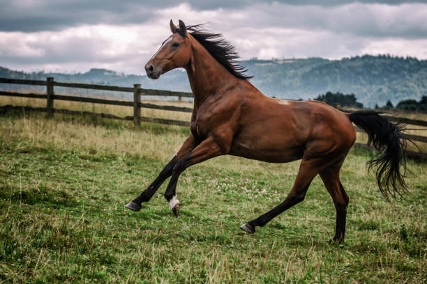 istock galloping stallion in the mountains in the meadow 1132722591