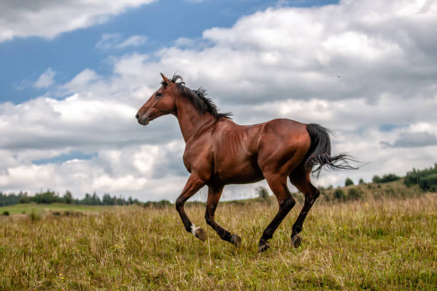 istock galloping stallion in the mountains in the meadow 1132722592