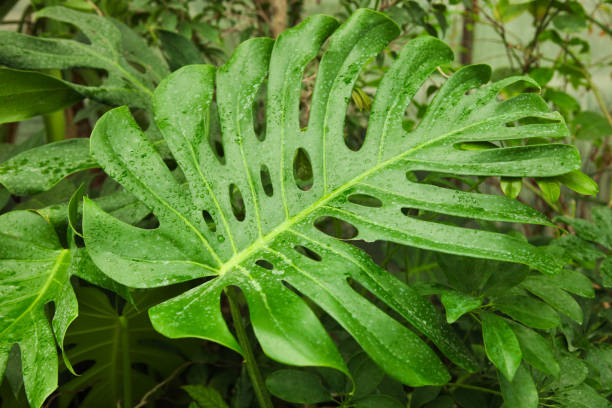 istock Large leaf of tropical exotic monstera plant 1132724702
