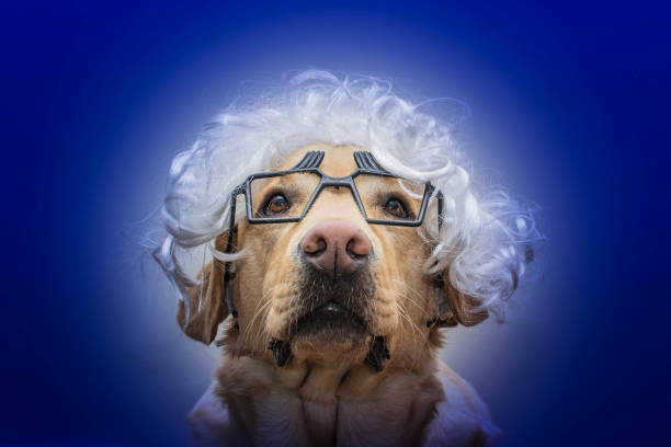 istock Labrador Dog with wig and glasses 1132725816