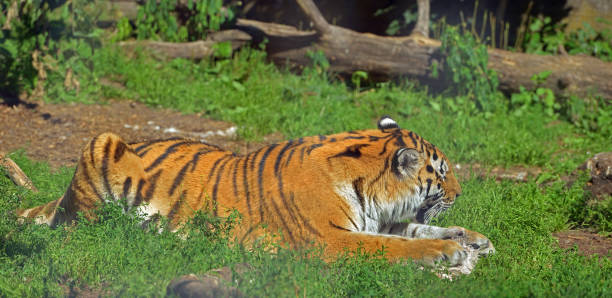 istock Siberian tiger (P. t. altaica), also known as Amur tiger, with prey 1132726992