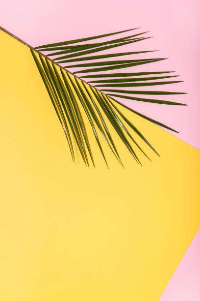 istock Palm tree leaf on colorful pop art background. 1132727377
