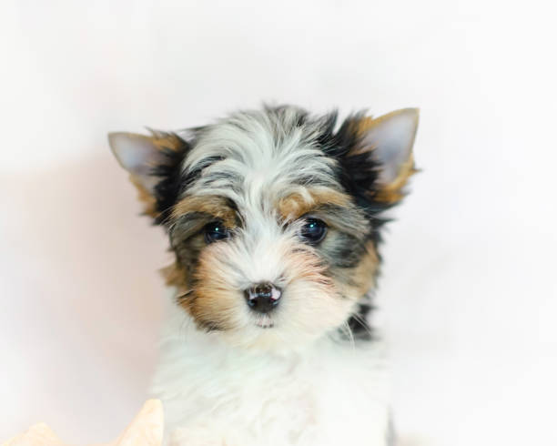 istock Two month old puppy Biewer-Yorkshire Terrier 1132729716