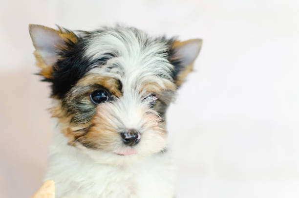 istock Two month old puppy Biewer-Yorkshire Terrier 1132729746