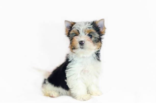 istock Two month old puppy Biewer-Yorkshire Terrier 1132729929