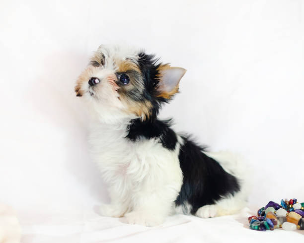 istock Two month old puppy Biewer-Yorkshire Terrier 1132729991
