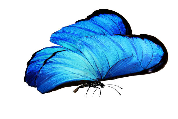 istock blue butterfly with legs and antennae. isolated on white background 1132730358