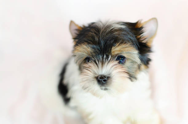 istock Two month old puppy Biewer-Yorkshire Terrier 1132730483