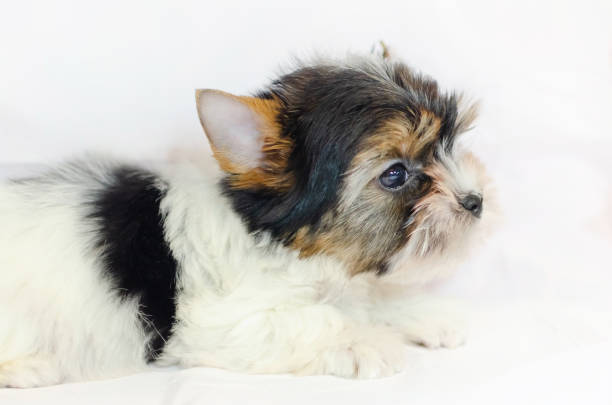 istock Two month old puppy Biewer-Yorkshire Terrier 1132730605