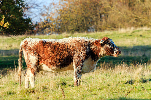 Sunlit rare breed Longhorn brown and white cow standing in an English meadow