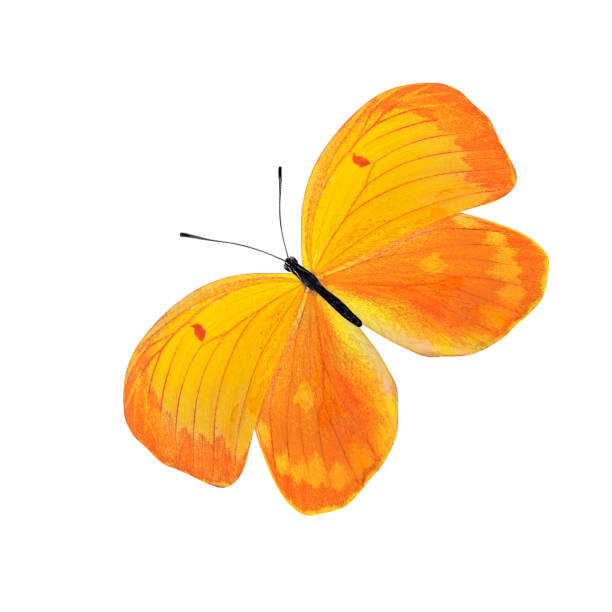 istock tropical yellow butterfly. isolated on white background 1132731592