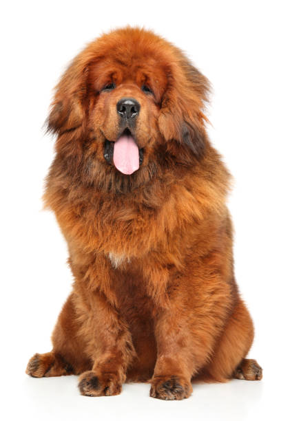 빨간 티베트어 마스 티 프의 초상화 - tibetan mastiff 뉴스 사진 이미지