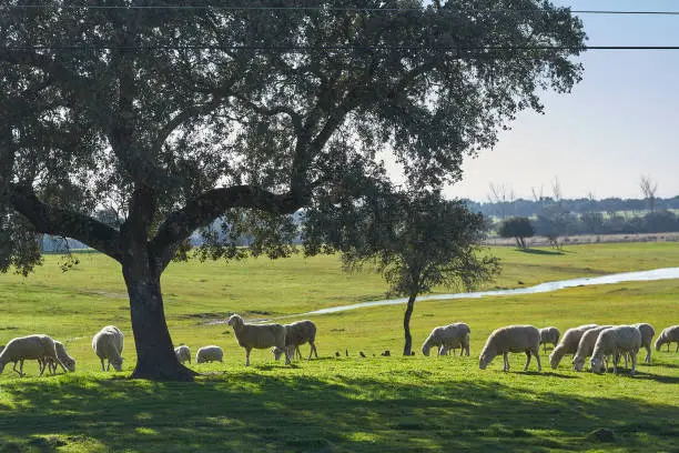 Flock of sheep grazing in the green field with holm oaks and a lake, on a sunny day