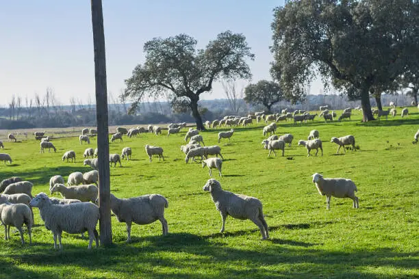 Flock of sheep grazing in the green field with holm oaks and a lake, on a sunny day