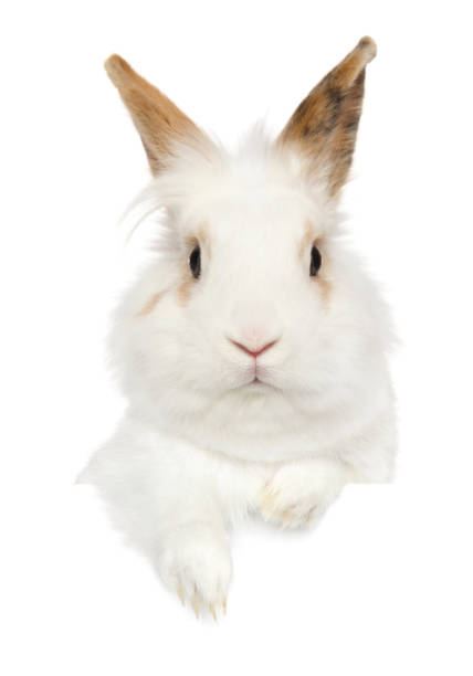 Portrait of a young Rabbit above banner