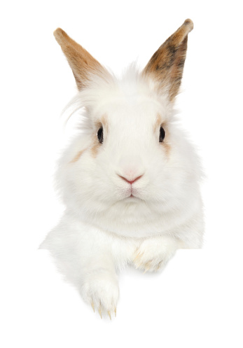Portrait of a young Rabbit above banner, isolated on white background. Baby animal theme