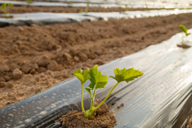 Small green plant sprout growing under sunlight in outdoor sustainable crop plantation
