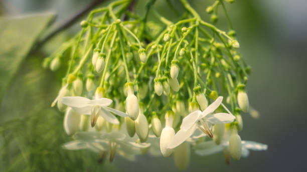 istock Bunch of white flowers (Wrightia religiosa) 1132733776
