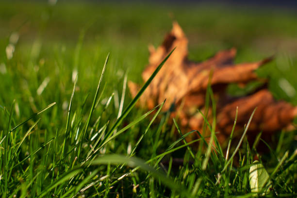 Grass lawn with dead autumn leaf close-up scene in sunlight.