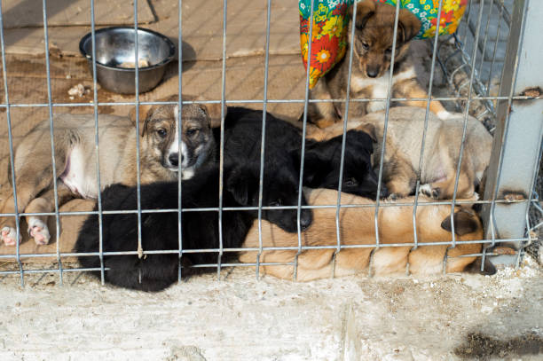 istock puppies after eating sleep in the aviary 1132735786