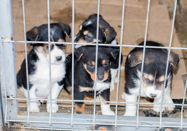 istock beautiful black and white puppies look through the cage bars 1132735982