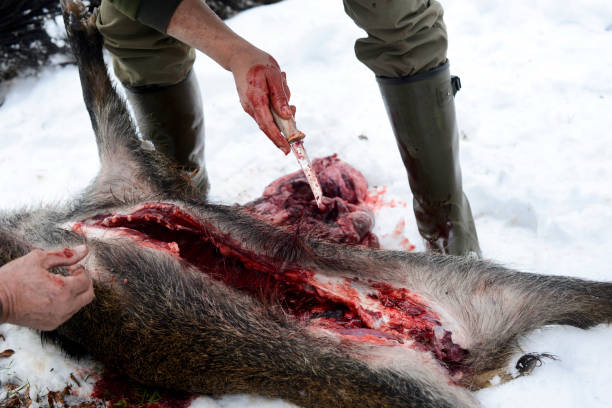 istock Dead wild boar being gutted by two hunters 1132736985