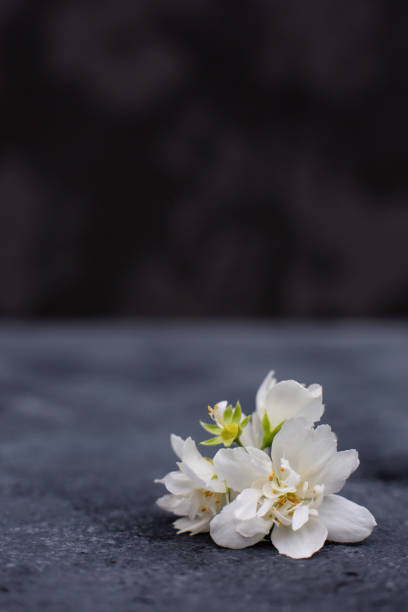 istock White jasmine flowers on dark concrete table. Close up. Copy space. 1132737302