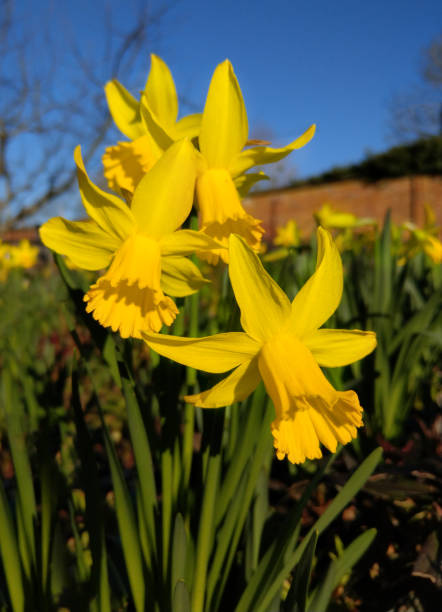 istock Vibrant daffodil flowers at spring 1132737326