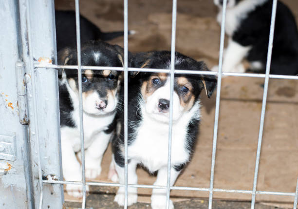 istock two puppies are watching from the shelter cage 1132739775