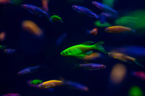 istock Nice danio glow fish freshwater pets aquarium 1132740909