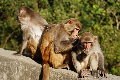 Rhesus Macaque (macaca mulatta) monkeys in Kam SHan Country Part, Hong Kong