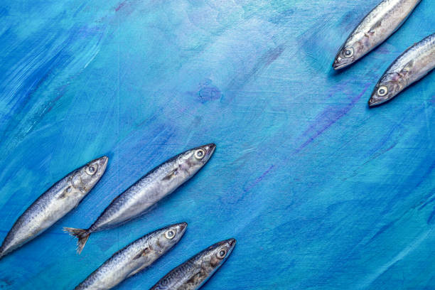 Mackerel fishes as if floating diagonally towards each other on painted blue background. Raw fishes pattern, copy space, top view, flat lay.
