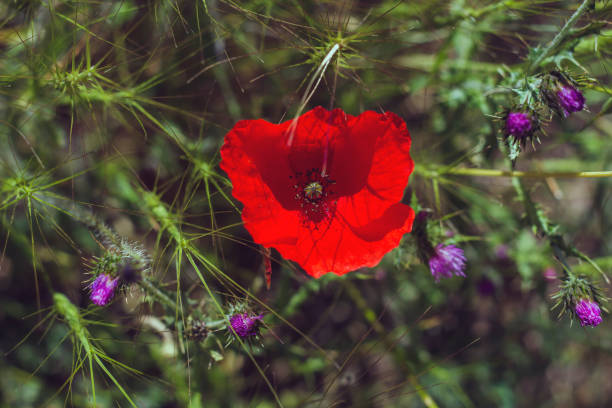 papaver rhoeas fiore rosso - flower may thistle purple foto e immagini stock