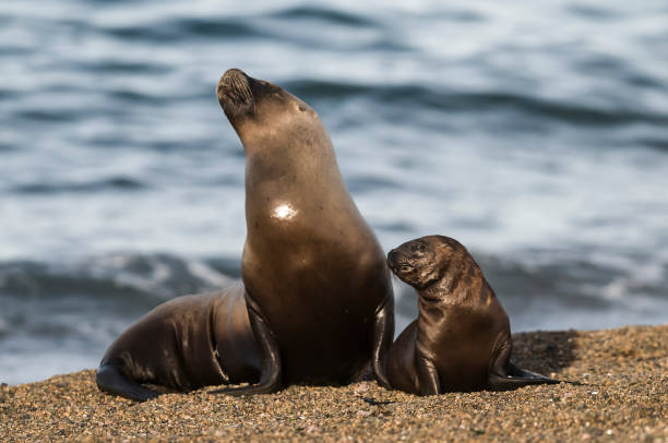 istock Mother and baby sea lion, 1132746896
