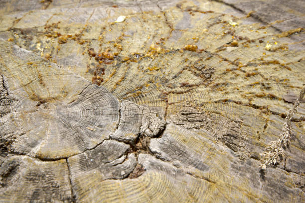 istock Wooden rings texture background 1132747266