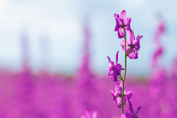 Delphinium or consolida ajacis violet flowers blooming wild in the springtime countryside in Spain