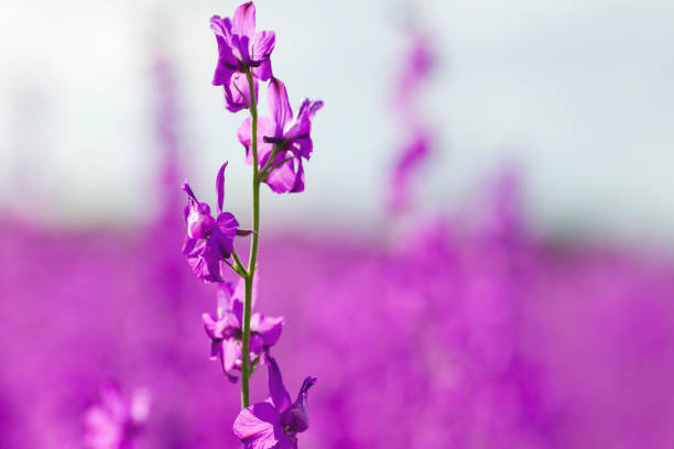 Delphinium or consolida ajacis violet flowers blooming wild in the springtime countryside in Spain