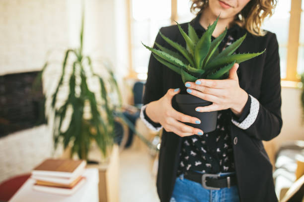 Unrecognizable Woman holding an Aloe Vera plant Young  woman holding  flowerpot with Aloe Vera plant in new home, unrecognizable person aloe vera plant pot stock pictures, royalty-free photos & images