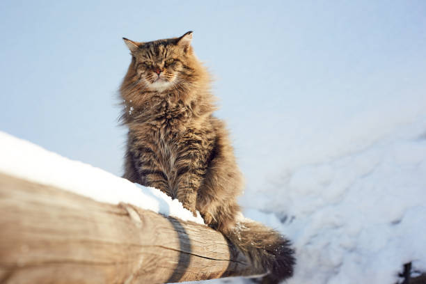 istock serious careless cat on log 1132751435