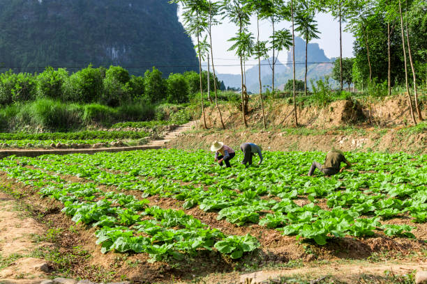 en hortalizas naturales al aire libre con agricultores chinos - technology farm cameron highlands agriculture fotografías e imágenes de stock