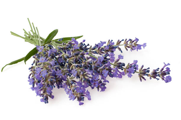 istock Bunch of Lavender flowers isolated on white background 1132751568