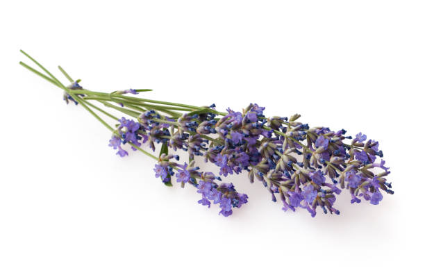 istock Bundle of lavender isolated on white background 1132751573